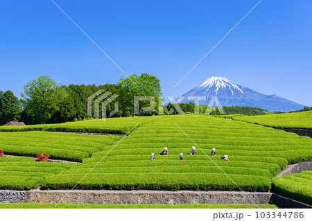 静岡県富士市　大淵笹場の茶畑 103344786