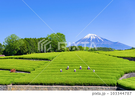 静岡県富士市 大淵笹場の茶畑 静岡県富士市 大淵笹場の茶畑 103344787