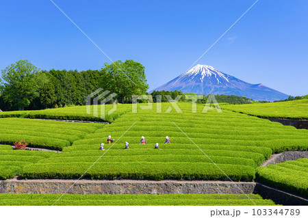 静岡県富士市　大淵笹場の茶畑 103344789
