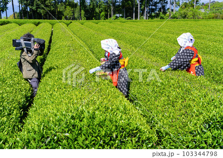 静岡県富士市 大淵笹場の茶畑 静岡県富士市 大淵笹場の茶畑 103344798