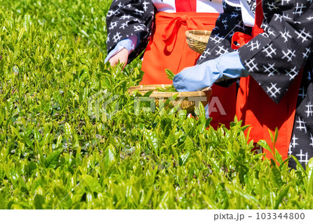 静岡県富士市 大淵笹場の茶畑 静岡県富士市 大淵笹場の茶畑 103344800