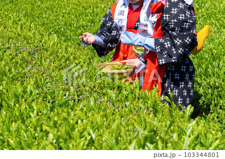 静岡県富士市 大淵笹場の茶畑 静岡県富士市 大淵笹場の茶畑 103344801