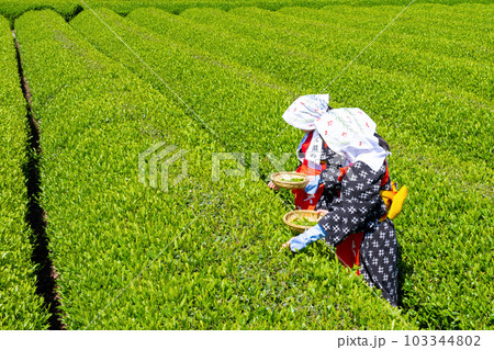 静岡県富士市 大淵笹場の茶畑 静岡県富士市 大淵笹場の茶畑 103344802