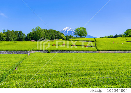 静岡県富士市 大淵笹場の茶畑 静岡県富士市 大淵笹場の茶畑 103344804