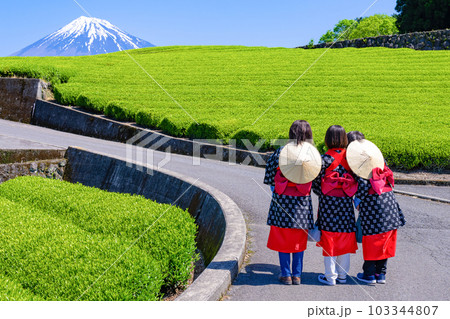 静岡県富士市 大淵笹場の茶畑 静岡県富士市 大淵笹場の茶畑 103344807