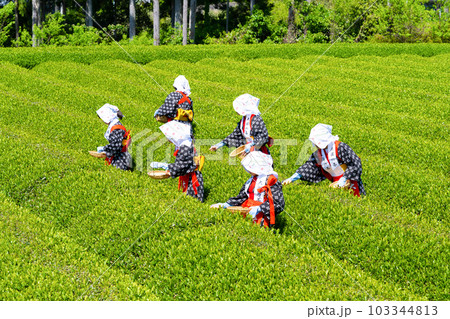 静岡県富士市 大淵笹場の茶畑 静岡県富士市 大淵笹場の茶畑 103344813