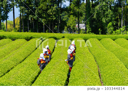 静岡県富士市 大淵笹場の茶畑 静岡県富士市 大淵笹場の茶畑 103344814