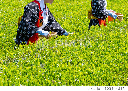 静岡県富士市 大淵笹場の茶畑 静岡県富士市 大淵笹場の茶畑 103344815
