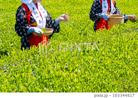 静岡県富士市 大淵笹場の茶畑 静岡県富士市 大淵笹場の茶畑 103344817