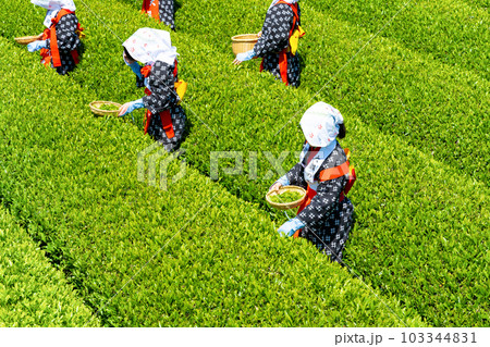 静岡県富士市　大淵笹場の茶畑 103344831