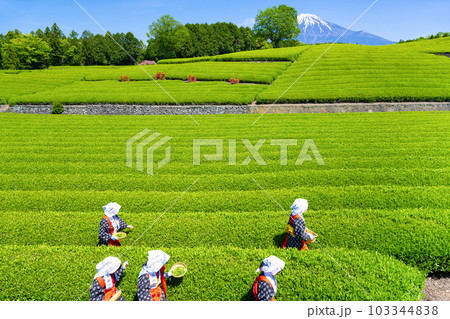 静岡県富士市 大淵笹場の茶畑 静岡県富士市 大淵笹場の茶畑 103344838