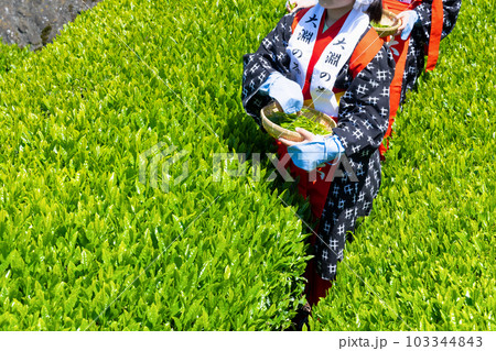 静岡県富士市 大淵笹場の茶畑 静岡県富士市 大淵笹場の茶畑 103344843
