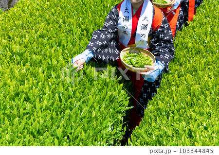 静岡県富士市　大淵笹場の茶畑 103344845