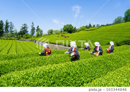 静岡県富士市　大淵笹場の茶畑 103344846