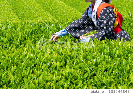 静岡県富士市 大淵笹場の茶畑 静岡県富士市 大淵笹場の茶畑 103344848