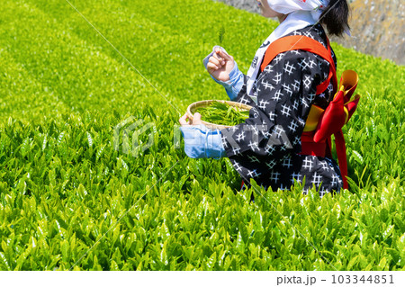 静岡県富士市　大淵笹場の茶畑 103344851