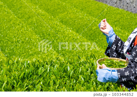 静岡県富士市　大淵笹場の茶畑 103344852