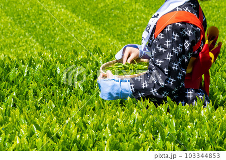 静岡県富士市 大淵笹場の茶畑 静岡県富士市 大淵笹場の茶畑 103344853