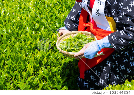 静岡県富士市　大淵笹場の茶畑 103344854