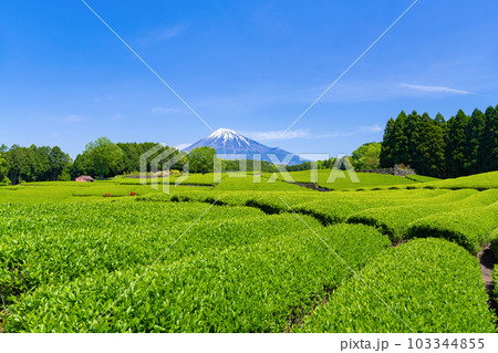 静岡県富士市 大淵笹場の茶畑 静岡県富士市 大淵笹場の茶畑 103344855