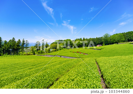 静岡県富士市 大淵笹場の茶畑 静岡県富士市 大淵笹場の茶畑 103344860