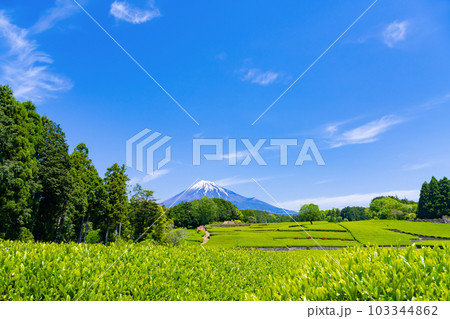 静岡県富士市 大淵笹場の茶畑 静岡県富士市 大淵笹場の茶畑 103344862