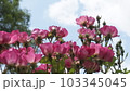 空とバラ 103345045
