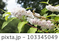 うつぎの花 103345049