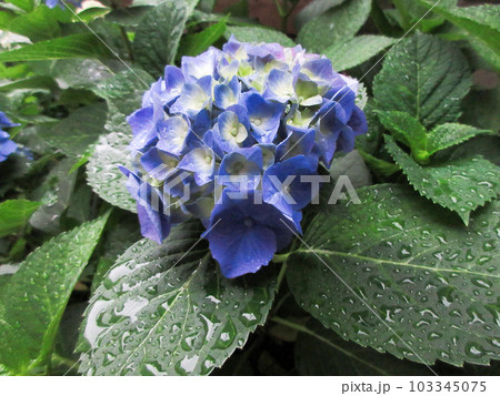 紫陽花 紫陽花 103345075
