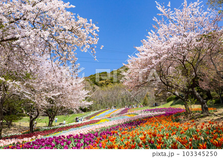 火の山公園トルコチューリップ園　山口県下関市 103345250