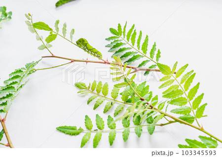 サンショウの葉に付いたアゲハの幼虫 サンショウの葉に付いたアゲハの幼虫 103345593