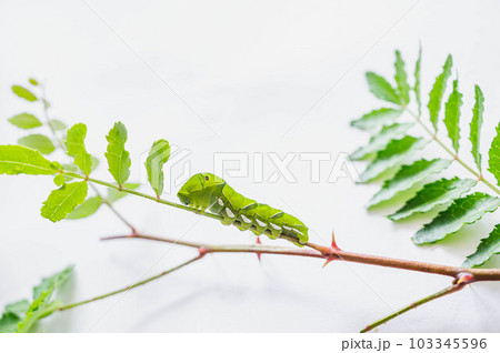 アゲハ 四齢幼虫 アゲハ 四齢幼虫 103345596