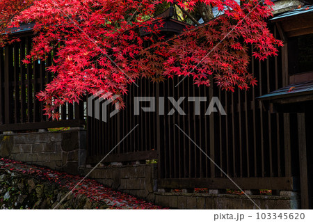 【新潟県・佐渡金山】鉱山周辺の紅葉 11月 【新潟県・佐渡金山】鉱山周辺の紅葉 11月 103345620