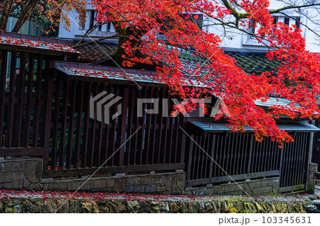 【新潟県・佐渡金山】鉱山周辺の紅葉 11月 【新潟県・佐渡金山】鉱山周辺の紅葉 11月 103345631