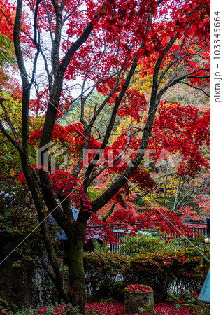 【新潟県・佐渡金山】鉱山周辺の紅葉 11月 【新潟県・佐渡金山】鉱山周辺の紅葉 11月 103345664