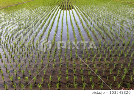 田んぼの稲 103345826
