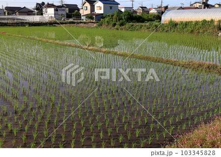 田んぼの稲 103345828