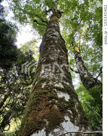 白神山地のブナの木 103345902