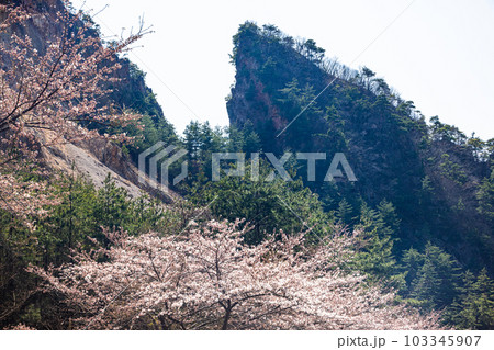 【新潟県・佐渡金山】桜と道遊の割戸 4月 【新潟県・佐渡金山】桜と道遊の割戸 4月 103345907