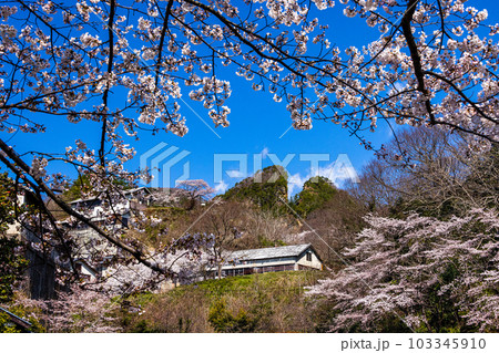 【新潟県・佐渡金山】桜と道遊の割戸 4月 【新潟県・佐渡金山】桜と道遊の割戸 4月 103345910