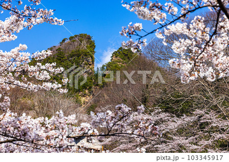【新潟県・佐渡金山】桜と道遊の割戸 4月 【新潟県・佐渡金山】桜と道遊の割戸 4月 103345917