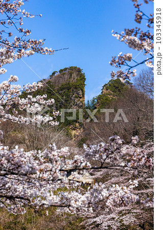 【新潟県・佐渡金山】桜と道遊の割戸 　4月 103345918