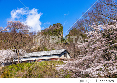 【新潟県・佐渡金山】桜と道遊の割戸 4月 【新潟県・佐渡金山】桜と道遊の割戸 4月 103345929