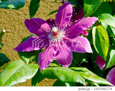 春のガーデニング クレマチス アップ 春のガーデニング クレマチス アップ 103346174
