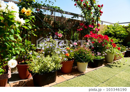 ガーデニングでハッピーな毎日 見事に咲いたバラ＆クレマチス 103346190