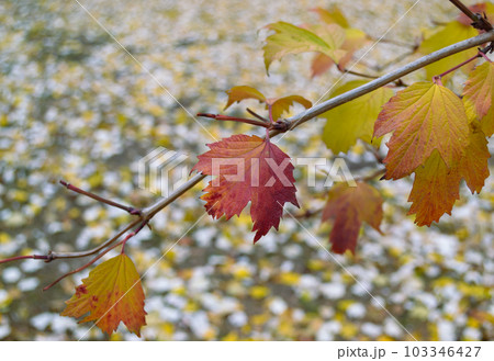 Maple leaves on a branch in an autumn park 103346427