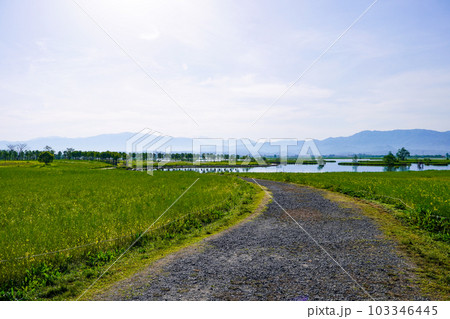 春の朝、晴れ渡った福島潟の水辺（新潟県新潟市） 103346445