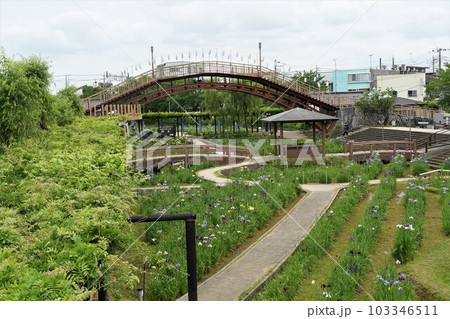 水郷潮来あやめ園　カラフルな花しょうぶの花の咲く風景 103346511
