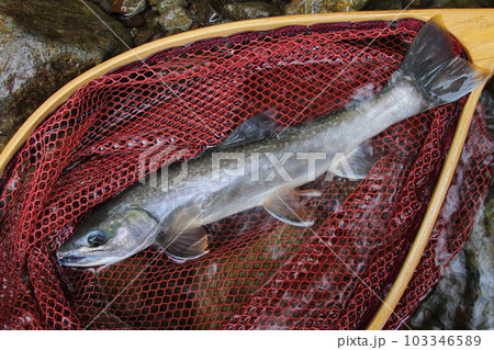 ミヤベイワナ　北海道然別湖固有　オショロコマ 亜種 103346589