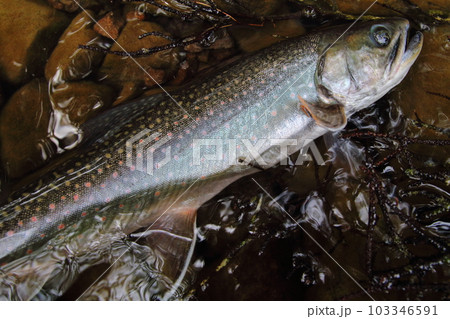 ミヤベイワナ 北海道然別湖固有 オショロコマ 亜種 ミヤベイワナ 北海道然別湖固有 オショロコマ 亜種 103346591